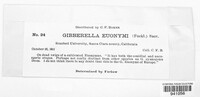 Gibberella euonymi image